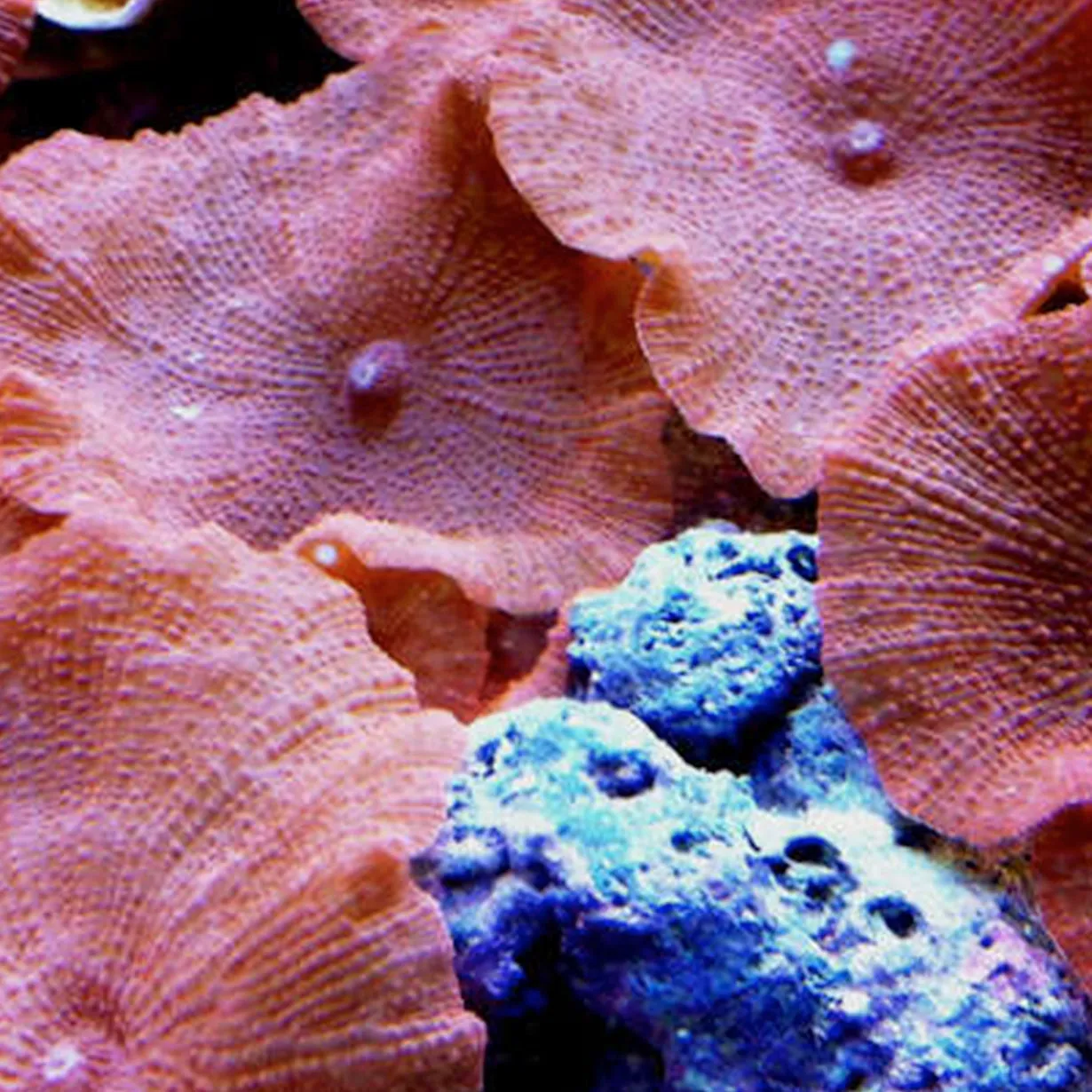 Coral Discosoma Earring - Large