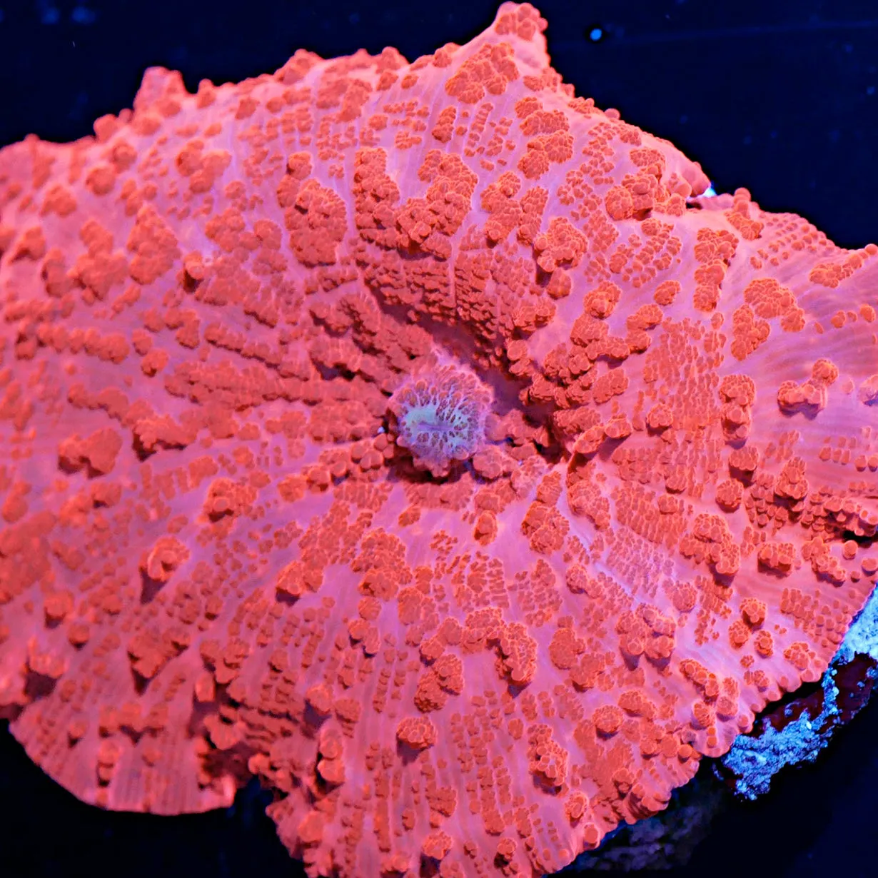 Coral Discosoma Earring - Small