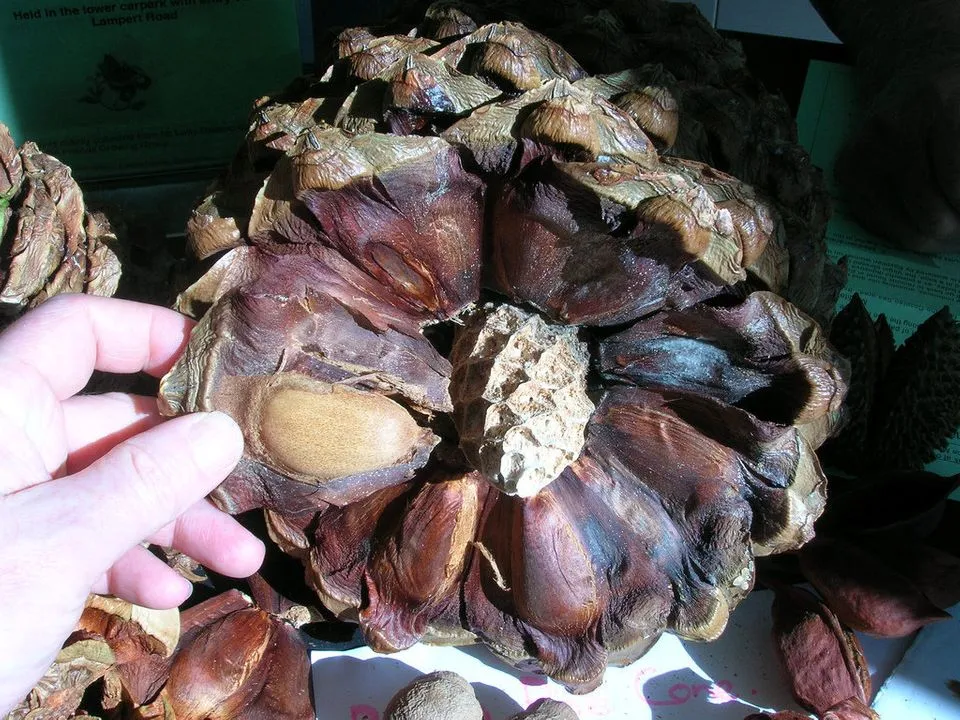 Did You Know? Pine Nuts Come From Pine Cones Tote Bag