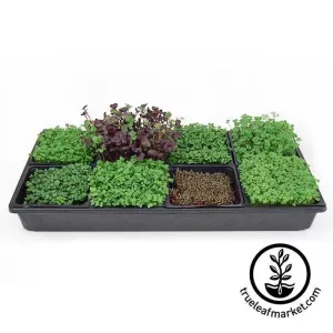 Sectional Hydroponic Microgreens Starter Kit